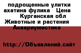 подрощенные улитки ахатина фулика › Цена ­ 10 - Курганская обл. Животные и растения » Аквариумистика   